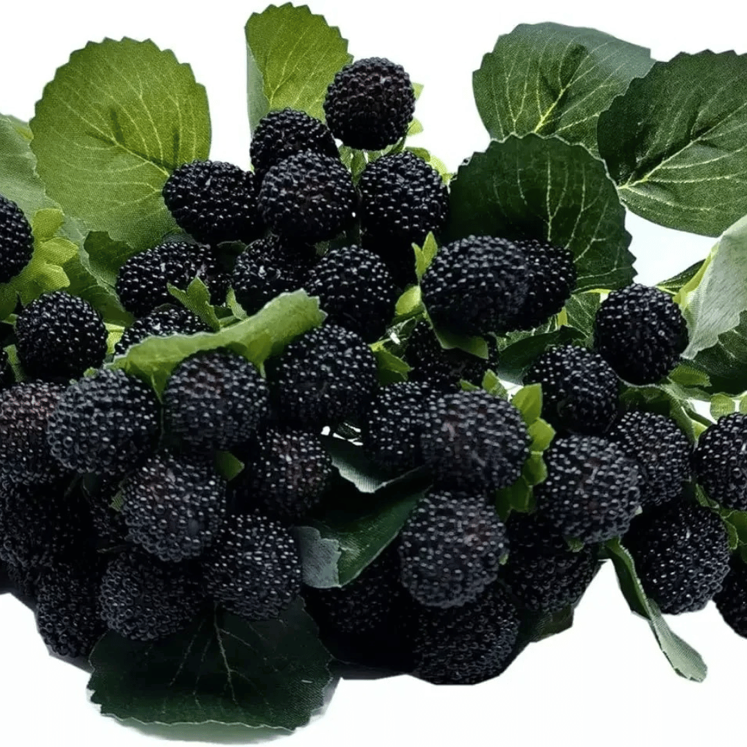 Tige de Fausses Framboises Noires